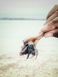 Cropped image of man holding sea shell and crayfish