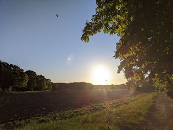 Trees on field against sky at sunset