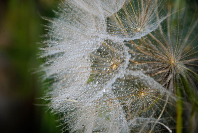 Close-up of dandelion on plant