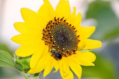 Close-up of honey bee on sunflower