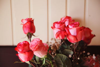 Close-up of pink rose