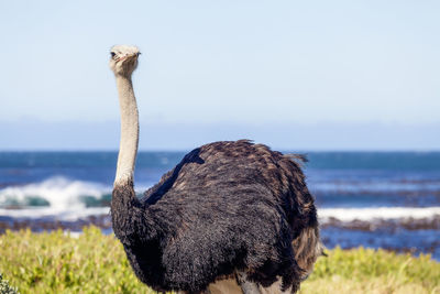 Ostrich on field with sea in background against clear sky