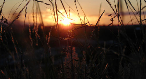 Close-up of spider web on plants during sunset