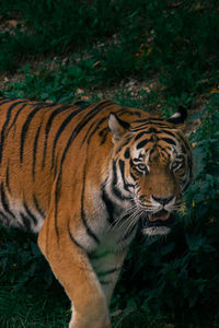 Tiger walking through the green forest 