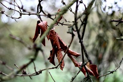 Low angle view of lizard on tree