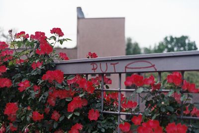 Close-up of red flowers against built structure