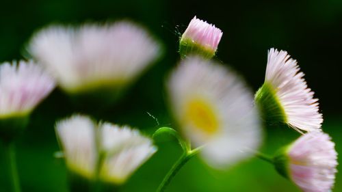 Close-up of flowers blooming outdoors