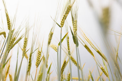 Close-up of stalks in field