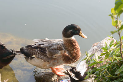 Close-up of duck swimming in lake