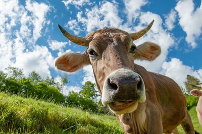 Portrait of cow on field against sky