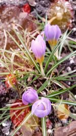 Close-up of purple flowers