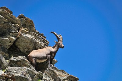 Low angle view of animal on rock against clear blue sky