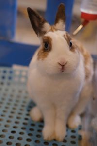 Portrait of white cat