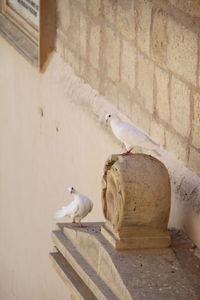 Dove perching on wall