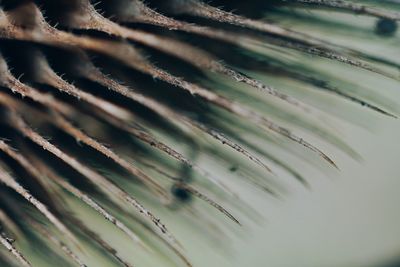 Close-up of thorns