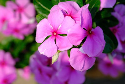 Close-up of pink flowering plant