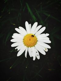 Close-up of white daisy flower