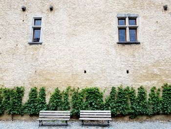 Plants on wall of the castle