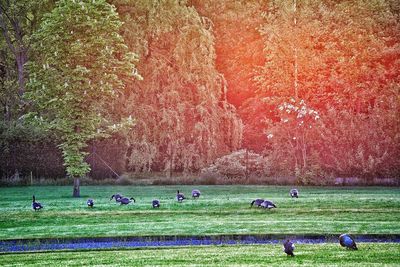 Birds grazing on field