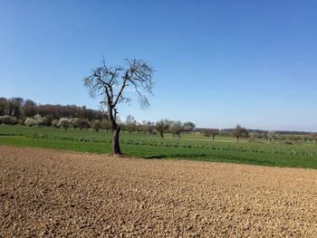 Scenic view of agricultural field against clear blue sky