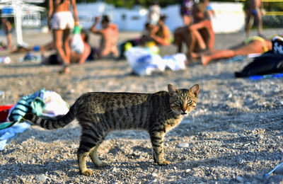 Side view of a cat