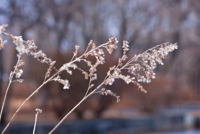 Close-up of frozen tree during winter