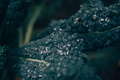 Close-up of raindrops on leaves during rainy season