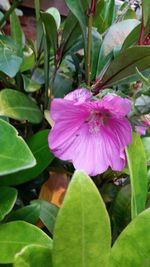 Close-up of pink flowers