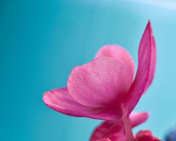 Close-up of pink lotus water lily