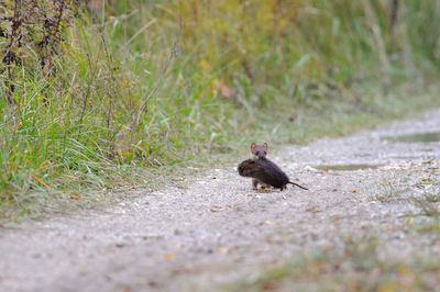 Bird on a field