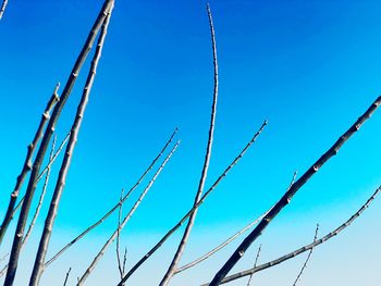 Low angle view of plants against blue sky