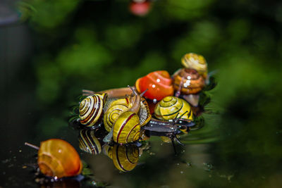 Close-up of insect on leaf