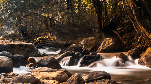 Scenic view of waterfall in forest