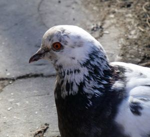 Close-up of pigeon