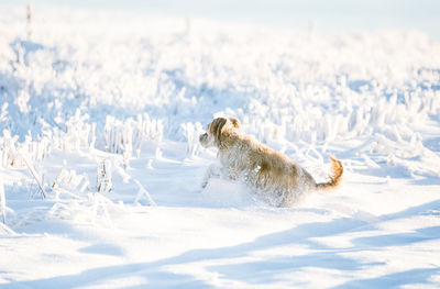 View of dog on snow covered land