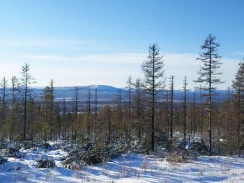Trees on field against sky during winter