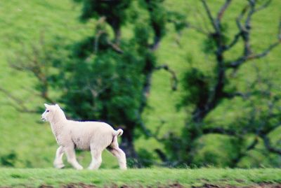 Sheep standing in a field
