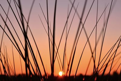 Close-up of silhouette plants against sunset sky