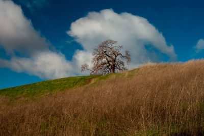 Trees on field against sky