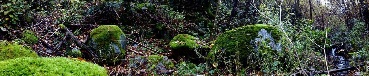 Trees in forest