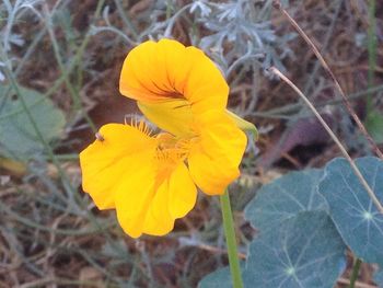 Close-up of yellow flower blooming outdoors