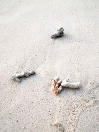 Close-up of crab on sand