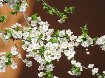 Close-up of white flowering plant