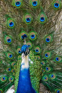 Close-up of peacock