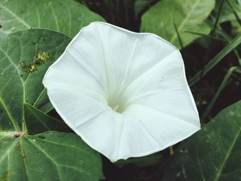 Close-up of white flower blooming outdoors