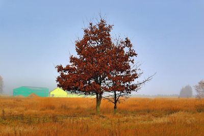 Tree on field against clear sky during autumn