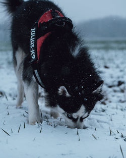 View of a dog on snow covered field