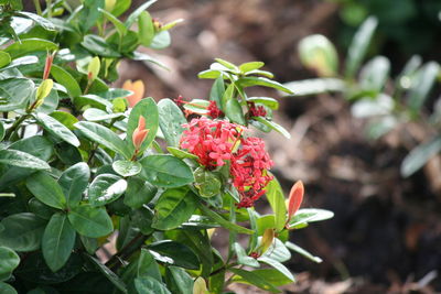 Close-up of fruits growing on plant