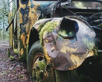 Close-up of elephant in car