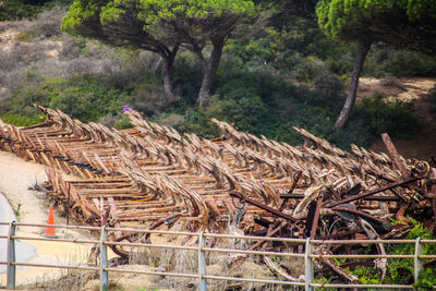 Stack of logs in forest